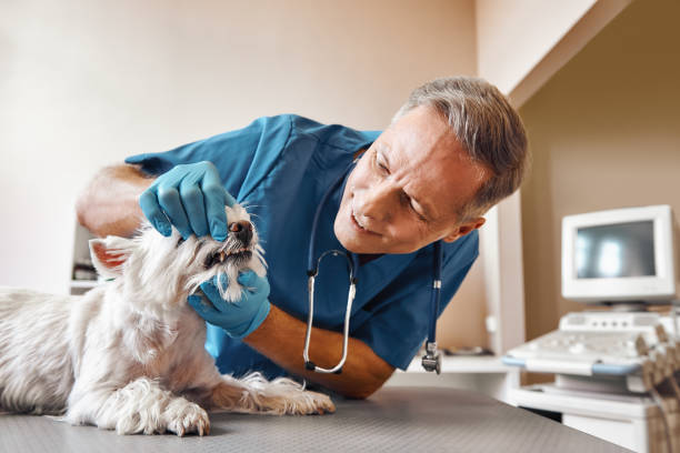 Best Same-Day Emergency Dentist in Troy, AL